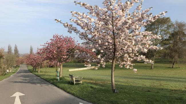 cherry trees at Haycombe