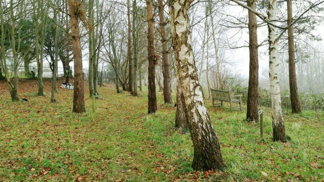 The coppice at Haycombe