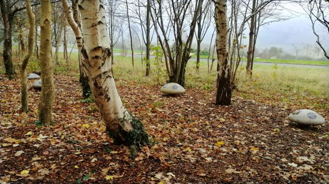 woodland mushrooms in The Glade