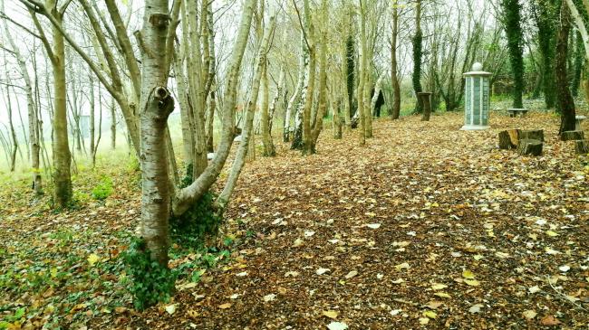 The glade at Haycombe