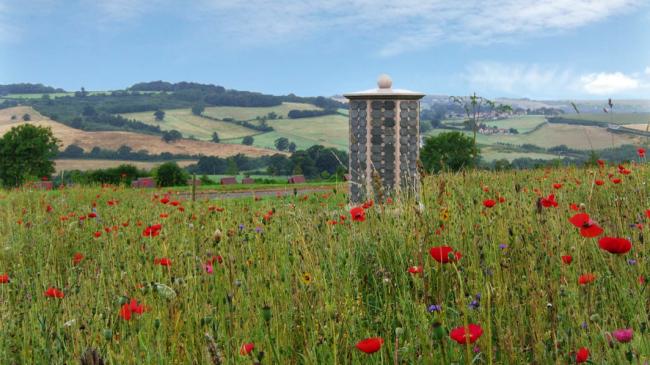 meadow in summer